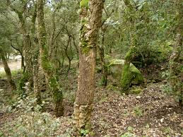 bosco scorace