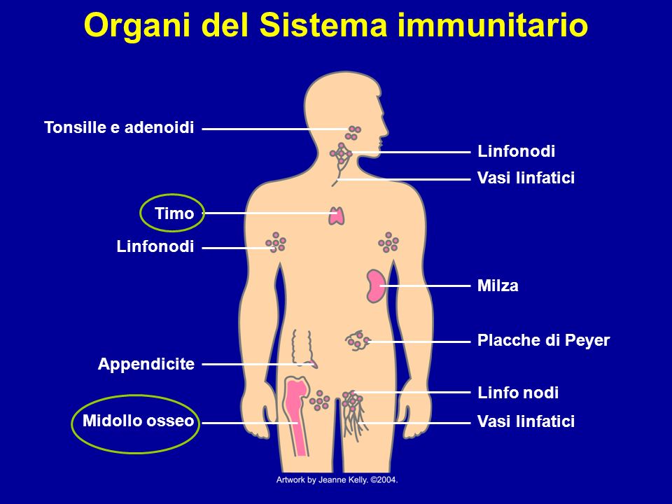 sist immunitario